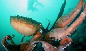 为什么总有科学家认为章鱼不是地球生物？章鱼到底有多奇怪？
