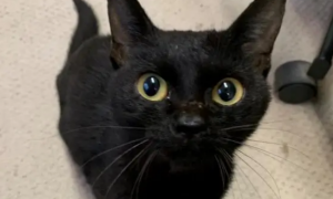 流浪猫刚被收养时眼神凶狠，半年后成粘人猫，眼神前后变化太大