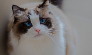 猫结石症状是什么