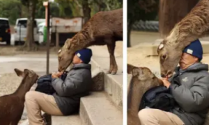 大爷坐台阶上休息，却被两只鹿“包围”了，网友：要小心奈良的鹿