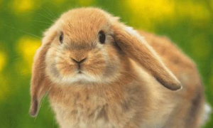 荷兰垂耳兔可以养几年