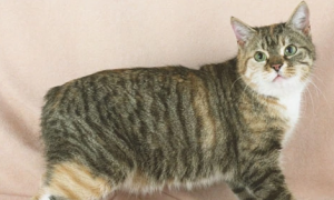曼岛猫都有什么特征 从性格寿命区分