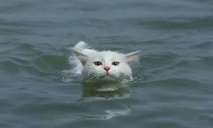 猫为什么怕水