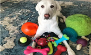 狗狗喜欢什么玩具