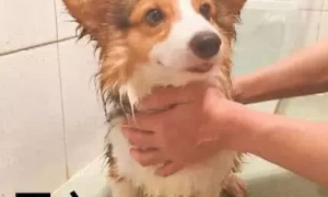 柯基狗狗爱洗澡，一看见水就露出微笑，真叫人羡慕