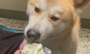 狗能吃奶油吗