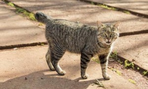 日本短尾猫的缺点是什么