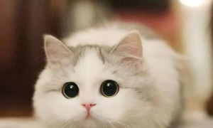 猫咪眼睛流脓封眼用什么药比较有效