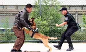 为训练出勇猛机警的警犬，他们每年被扑咬上千次
