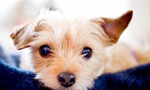 狗耳朵里长耳螨该如何治疗，狗狗怎么预防耳螨