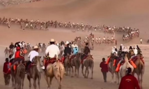 敦煌骆驼集体“罢工”？景区回应：为清理驼道，目前已恢复正常运营