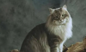 如何护理好西伯利亚猫的毛发 有身形的特征
