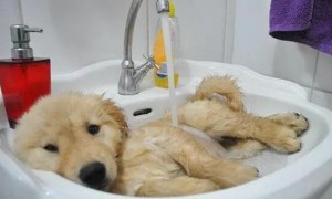猫咪专用沐浴露可以给狗洗吗