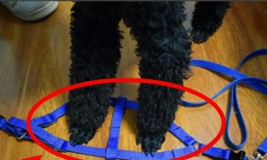 狗狗牵引绳怎么用图解