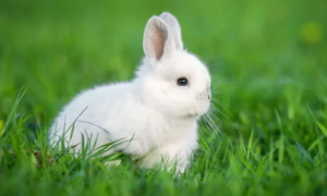 兔子的寿命最长是多少