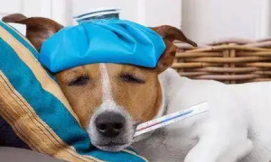 狗狗感冒症状