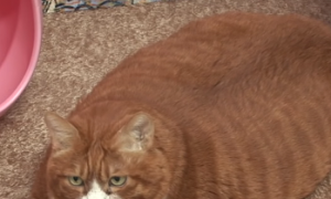网友家养超胖橘猫，看起来像一个巨大面包，连狗狗都不敢和它抢食