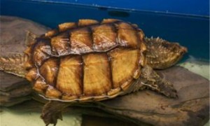 北美拟鳄龟雌雄如何辨别