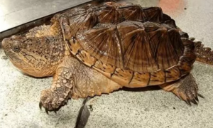 佛罗里达州拟鳄龟的栖息环境要求