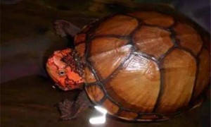 红面泥龟怎么养
