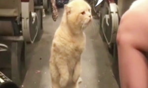 猫咪在公交上，看见主人抱着另一只猫，当场翻脸质问主人！