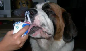 狗可以喝酸奶嘛