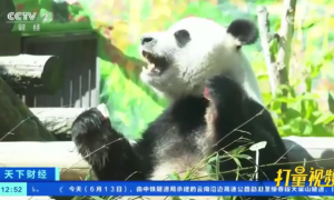 两只旅俄大熊猫体重和人气齐升，“如意”胖了80斤，“丁丁”狂涨128斤