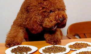 巨型贵宾犬吃什么狗粮