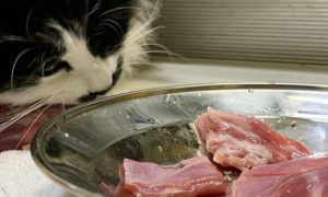 生骨肉喂养法适合每一个猫咪吗