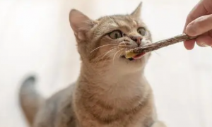 猫咪洁齿棒有用吗