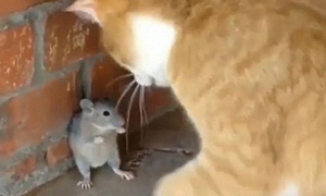 老鼠被橘猫逼到墙角，以为它要凉了，隔几秒后主人有些心塞了
