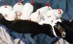 奶牛猫生了5只幼崽，公猫在一旁却是满脸问号：这是几个意思？