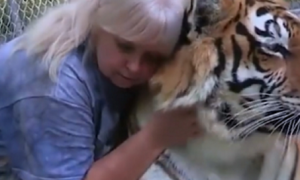 女孩喂养老虎10年，玩耍中突然一口咬住女孩，老虎：逗你玩呢！