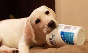 宠物狗可以喝酸奶吗