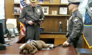 全美最懒警犬走红！因为太贪睡，警察局都想辞退它…