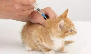捡回来的猫不知道有没有打疫苗