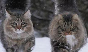 挪威森林猫和西伯利亚森林猫的区别
