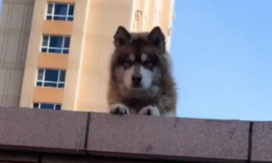 这只狗狗每天必定会去阳台晒太阳，主人不在，结果险些被“偷”！