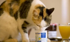 猫咪可以喝酸奶