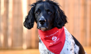 宠物狗也能献血：英国猎犬献血6年