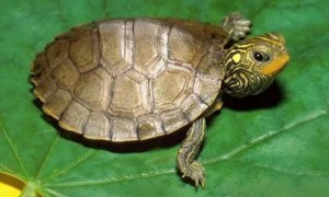 乌龟过冬后第几月进食