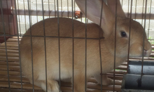 太行山兔几个月能繁殖