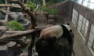 熊猫很少吃喝以为怀孕了，被专家揭穿了伎俩：怪不好意思的