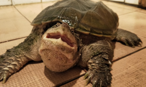 鳄龟吃龟粮吗