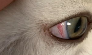 猫咪眼睛红红的怎么回事儿