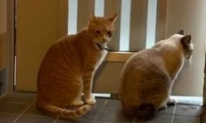 台风侵袭之日，自家胖橘猫竟带好朋友回家避难……