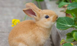 多瓦夫兔可以养几年