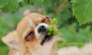 为什么狗狗不能吃葡萄这是为什么呢