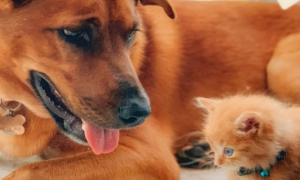 大狗对小橘猫一见钟情，将它当成自己的小孩一样照顾！