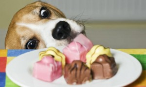 狗吃了木糖醇会怎么样